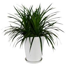 Air Purifying Plants